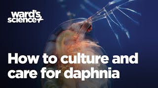 Caring and Culturing for Daphnia [upl. by Nettie]