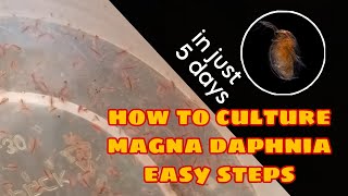 How to Culture Magna Daphnia Easily [upl. by Saideman]