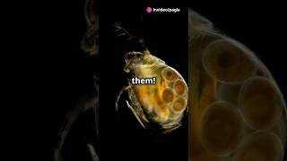 How to culture Daphnia for your Aquarium [upl. by Anires750]