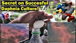 How to Culture Daphnia Successfully [upl. by Immac]