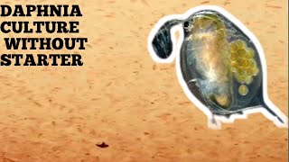 HOW TO CULTURE DAPHNIA NATURALLY WITHOUT A STARTER [upl. by Yde]