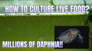 How to Culture Daphnia Secret Method to Breed MILLIONS  Simply Aquatic [upl. by Williamson]