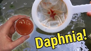 How I Culture Daphnia In Outdoor Tubs [upl. by Darlleen]