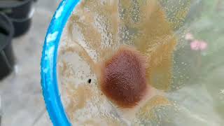 How to culture daphnia moina in a small container Part 1 English Subtitle [upl. by Nnek921]