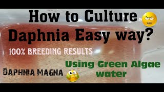 Daphnia MagnaHow to Culture Daphnia Easy wayCulturing Daphnia using Green water Daphnia [upl. by Zacherie818]