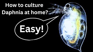 BEST Live Fish Food Beginner guide How to Culture Daphnia at home [upl. by Volney]