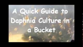 How to culture daphnia outside [upl. by Theda347]