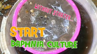 How to culture daphnia moina the easy way 1  Starting the Daphnia culture [upl. by Enelhtac]