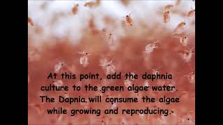 Daphnia  How to grow daphnia in your home [upl. by Earleen]