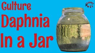 How to Culture Daphnia in a Jar [upl. by Kelley914]