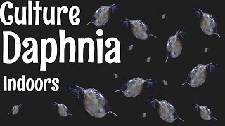 How to Culture Daphnia [upl. by Ariuqahs]