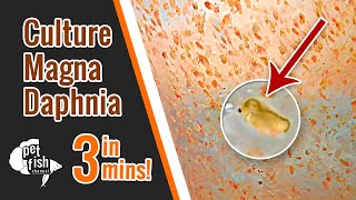 How to culture DAPHNIA MAGNA  The easy way [upl. by Delwin178]