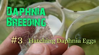 Daphnia Culture made simple and easy 3  Hatching Daphnia eggs [upl. by Massab]