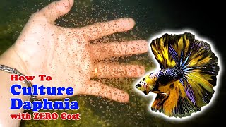 How to Culture Daphnia with ZERO Cost  Unlimited Live Food For Our Fish [upl. by Menell]