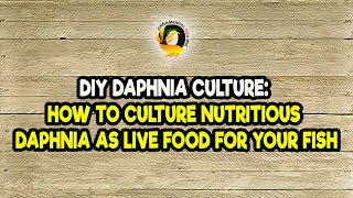 DIY Daphnia Culture How to Culture Nutritious Daphnia as Live Food for Your Fish [upl. by Sunev851]