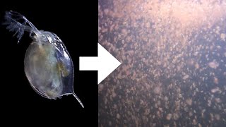 How I Culture Daphnia [upl. by Lorrimer]