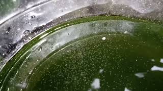 DAPHNIA MOINA CULTURE IN A SMALL BUCKET [upl. by Oicanata]