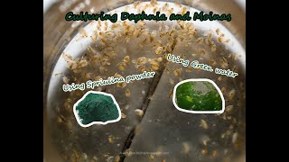 How To Culture Daphnia and Moinas using Green Water Spirulina powder [upl. by Sibylla]