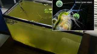 Raising Daphnia for the Freshwater Aquarium [upl. by Laehpar231]