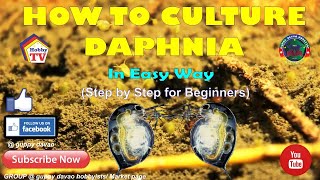 HOW TO CULTURE DAPHNIA In Easy Way [upl. by Pettifer]